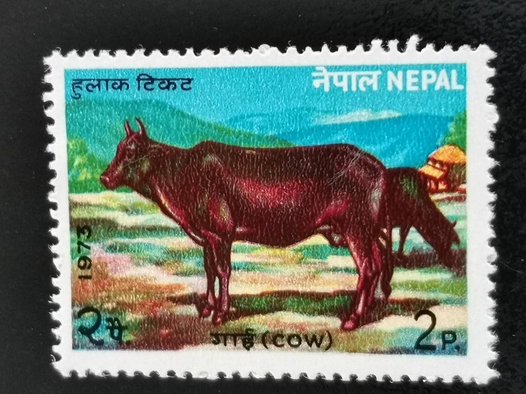 Népal 1973 - vache, Enlèvement ou Envoi, Affranchi