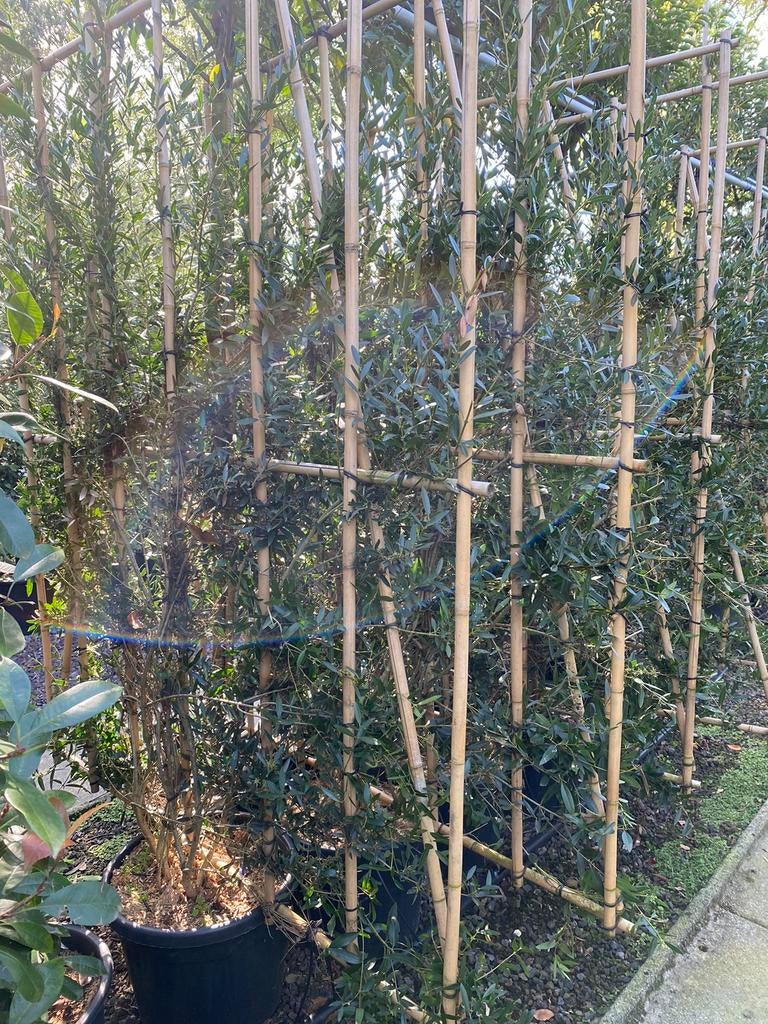 Phillyrea angustifolia. Leiscreens met bamboescherm