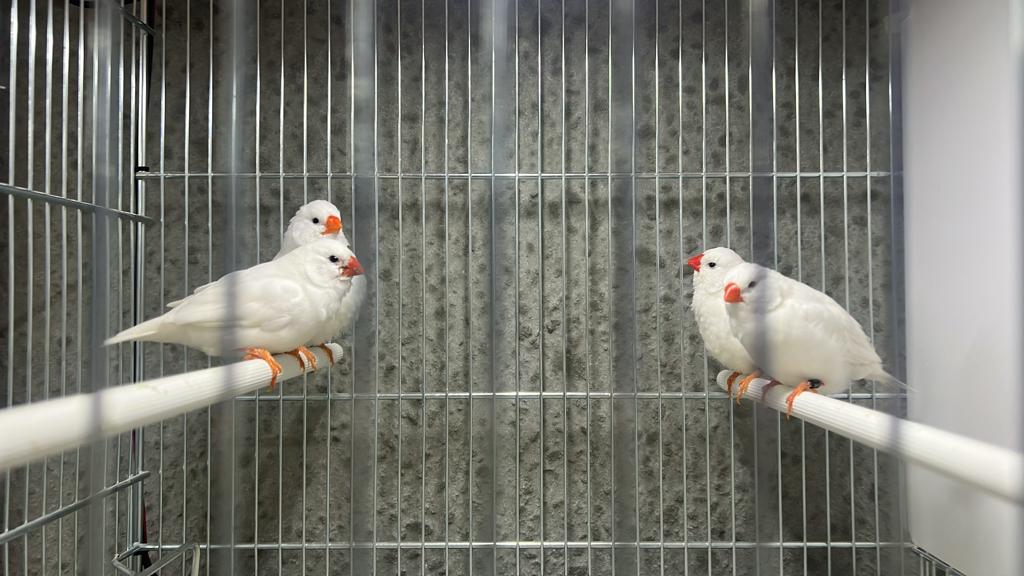 Gezocht: verschillende soorten kanaries, vinken, sijzen, Dieren en Toebehoren, Meerdere dieren, Tropenvogel, Geringd