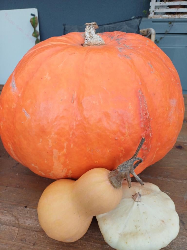 pompoenen bio lokaal goedkoop 0.60 euro per kg, Diversen, Ophalen