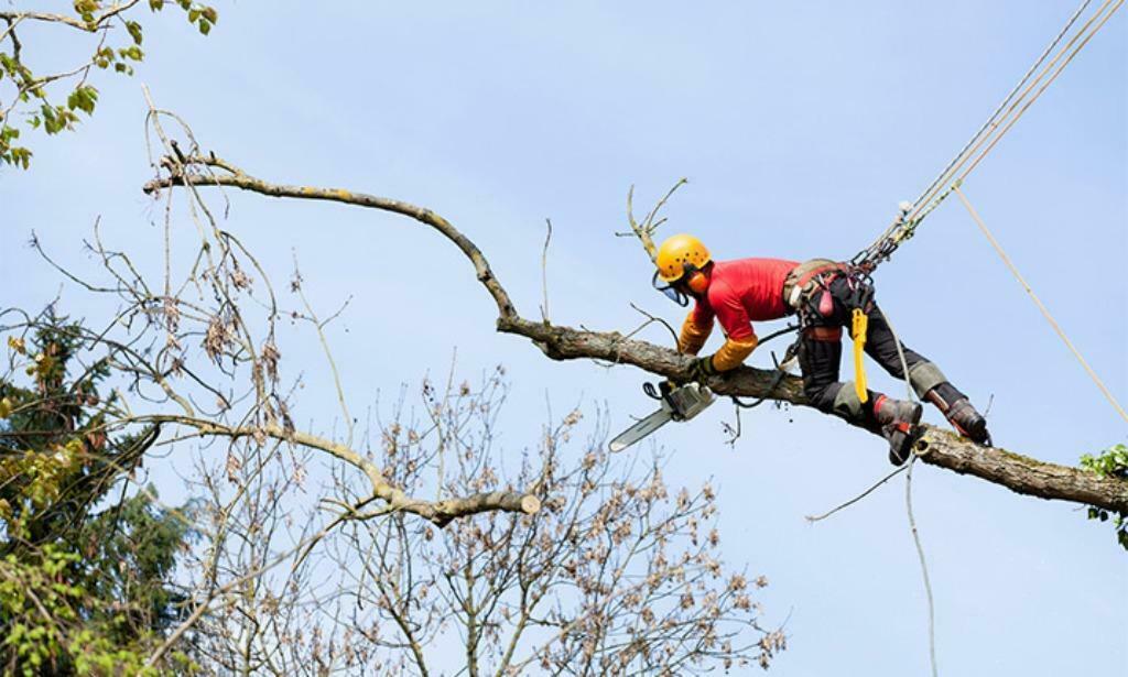Professioneel Snoeien, vellen van bomen Gratis offerte stihl, Tuinonderhoud of Snoeiwerk