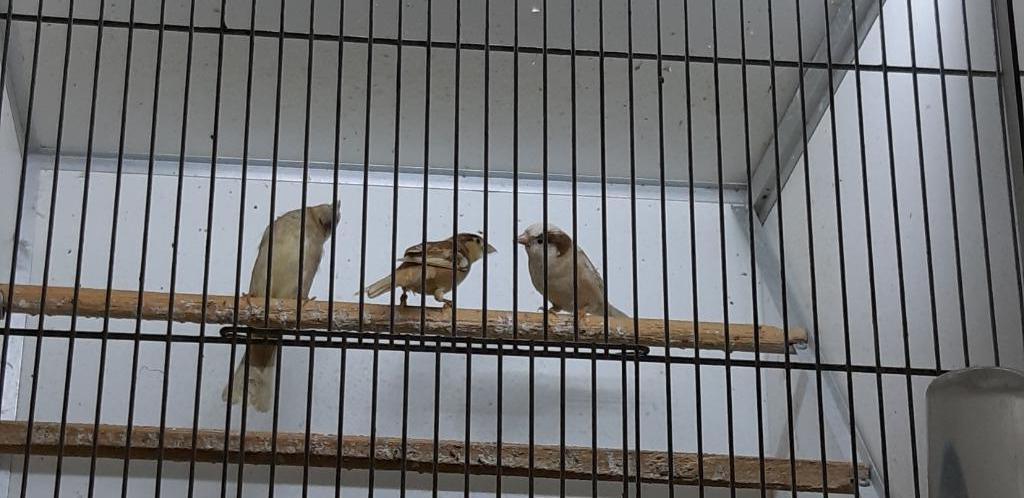 SOURIS DOMESTIQUE, PHÉAO, Plusieurs animaux, Oiseau chanteur sauvage, Domestique