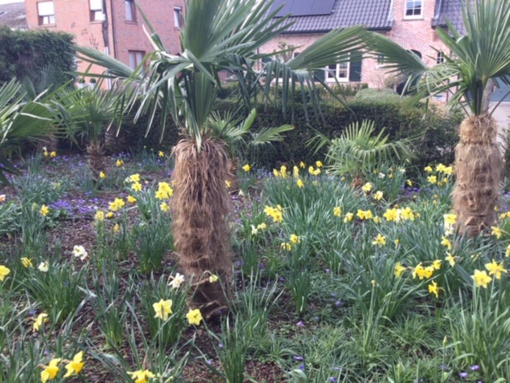 Palmbomen Trachycarpus, Enlèvement, Printemps, Palmier, 100 à 250 cm