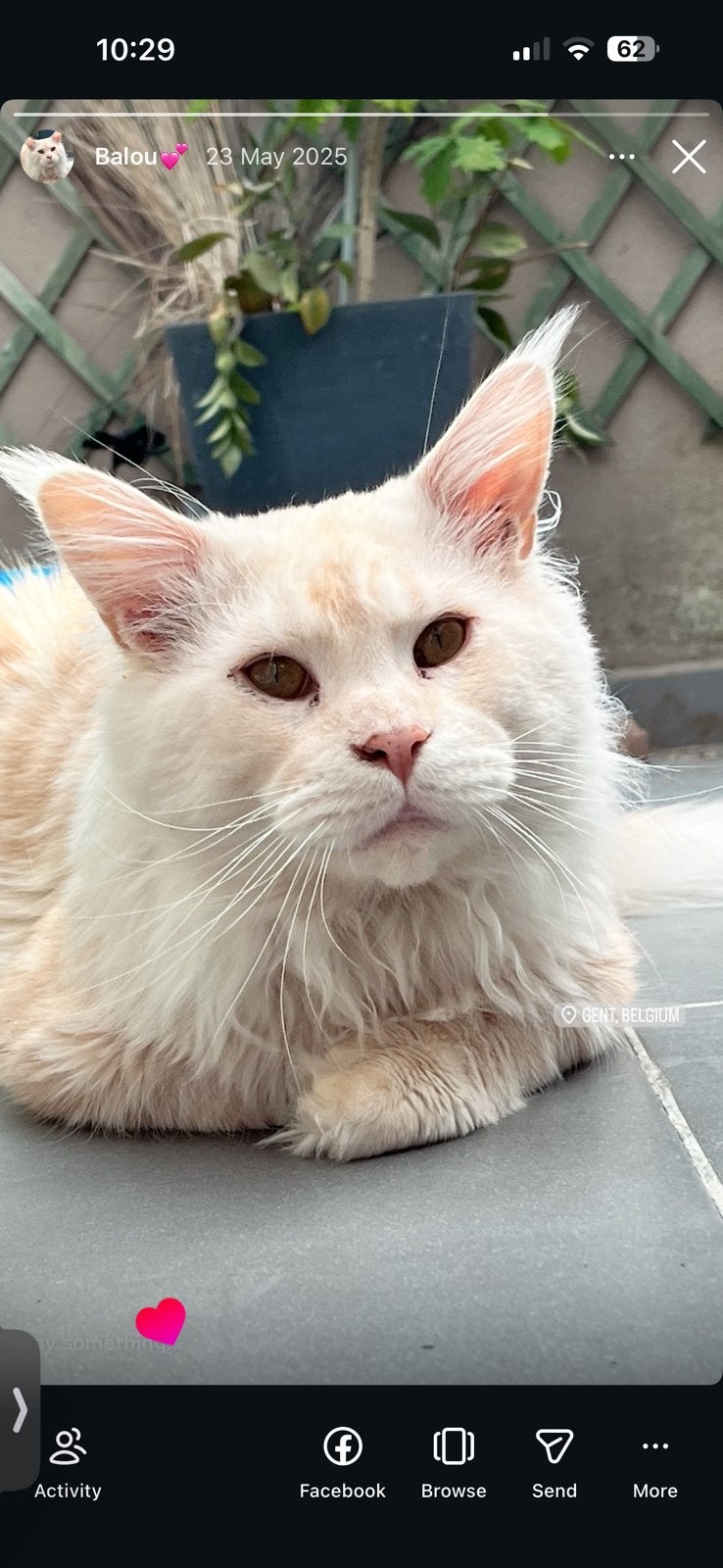 Mainecoon kater, Chat, Avec pedigree, 3 à 5 ans
