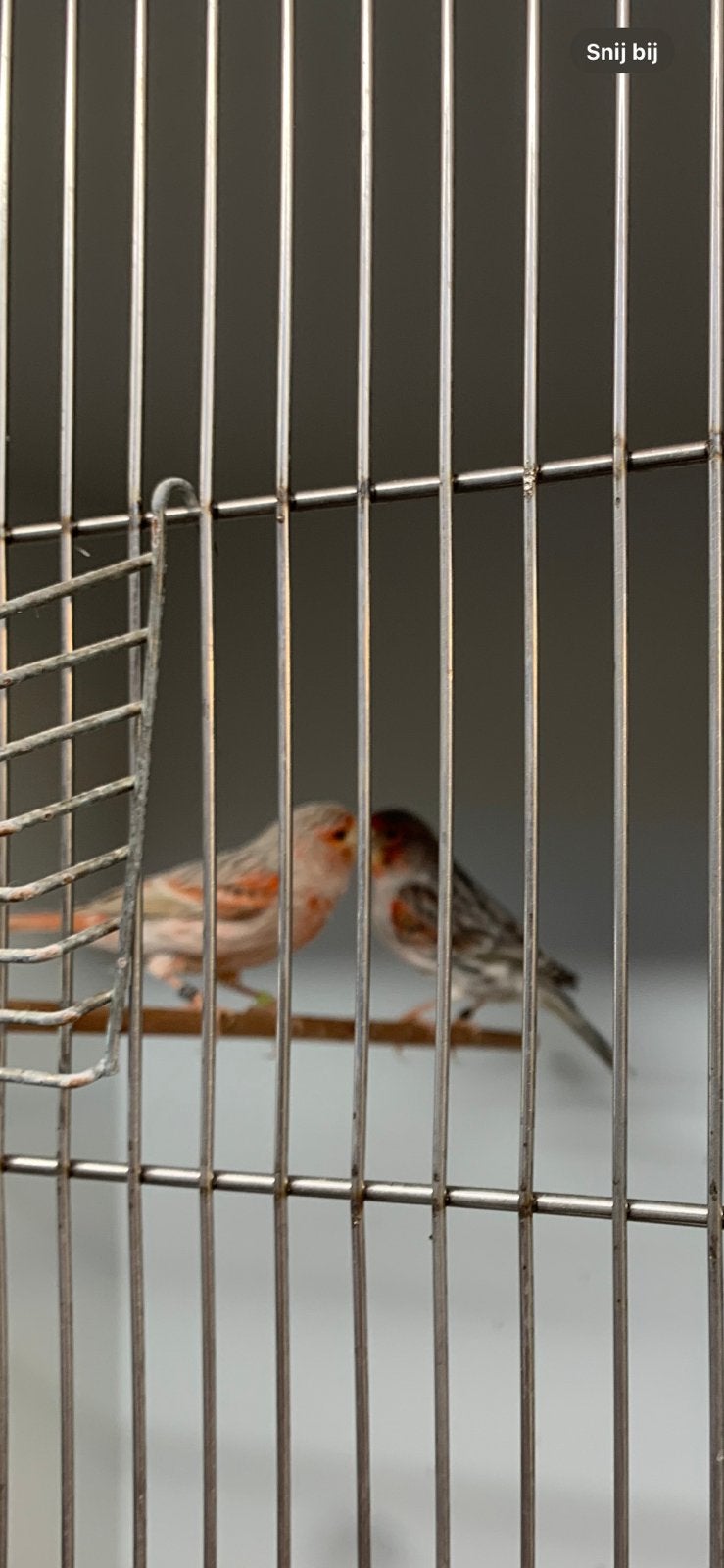 Weg wegens stoppen kweekkoppels, Dieren en Toebehoren, Vogels | Kanaries