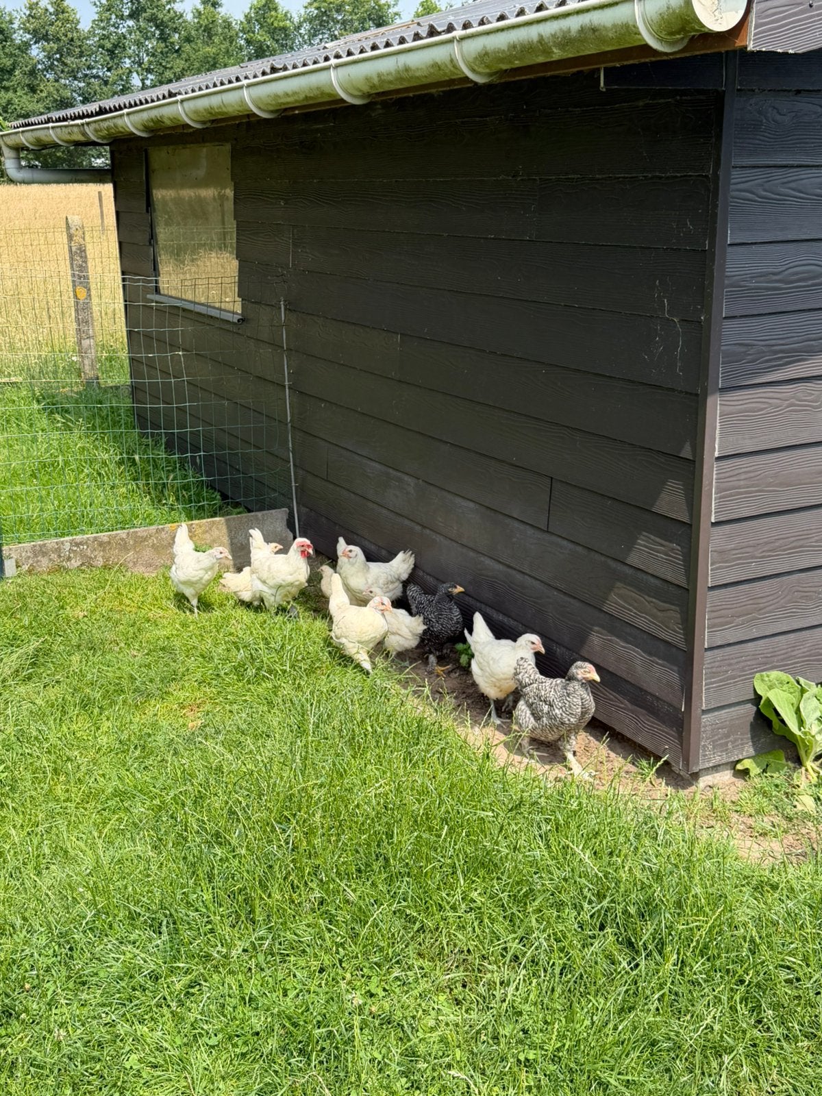 Poule de bresse en mechelse koekoek, Dieren en Toebehoren, Meerdere dieren, Kip