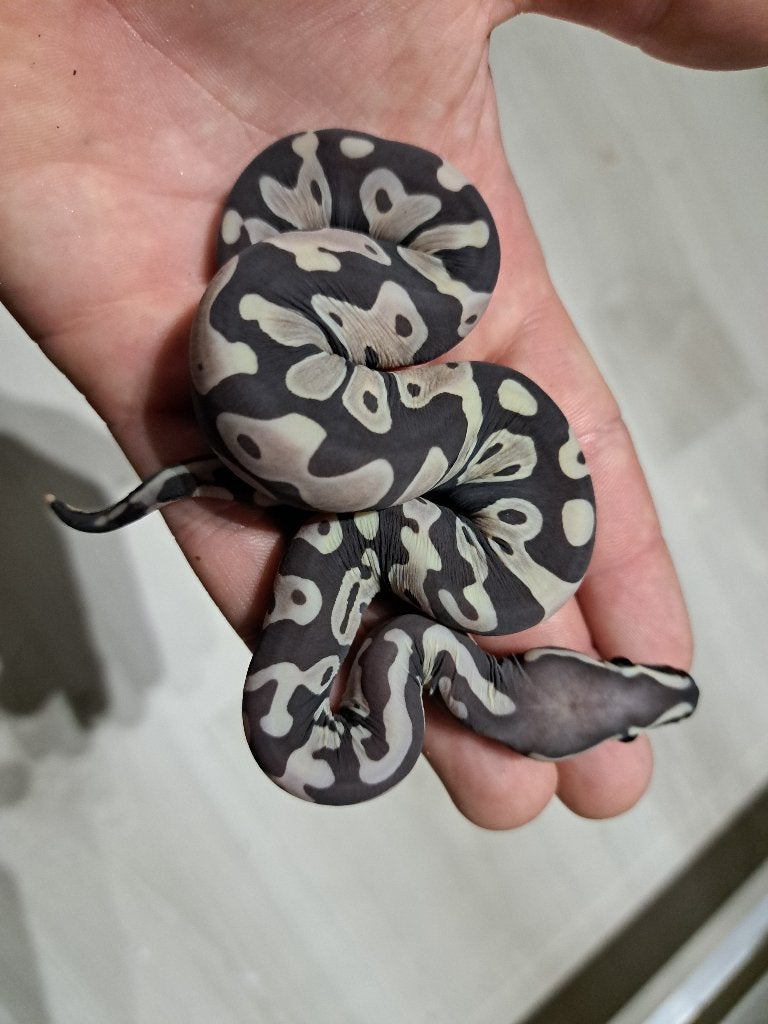 Ball python scaleless Ball Python - female for sale from Devair