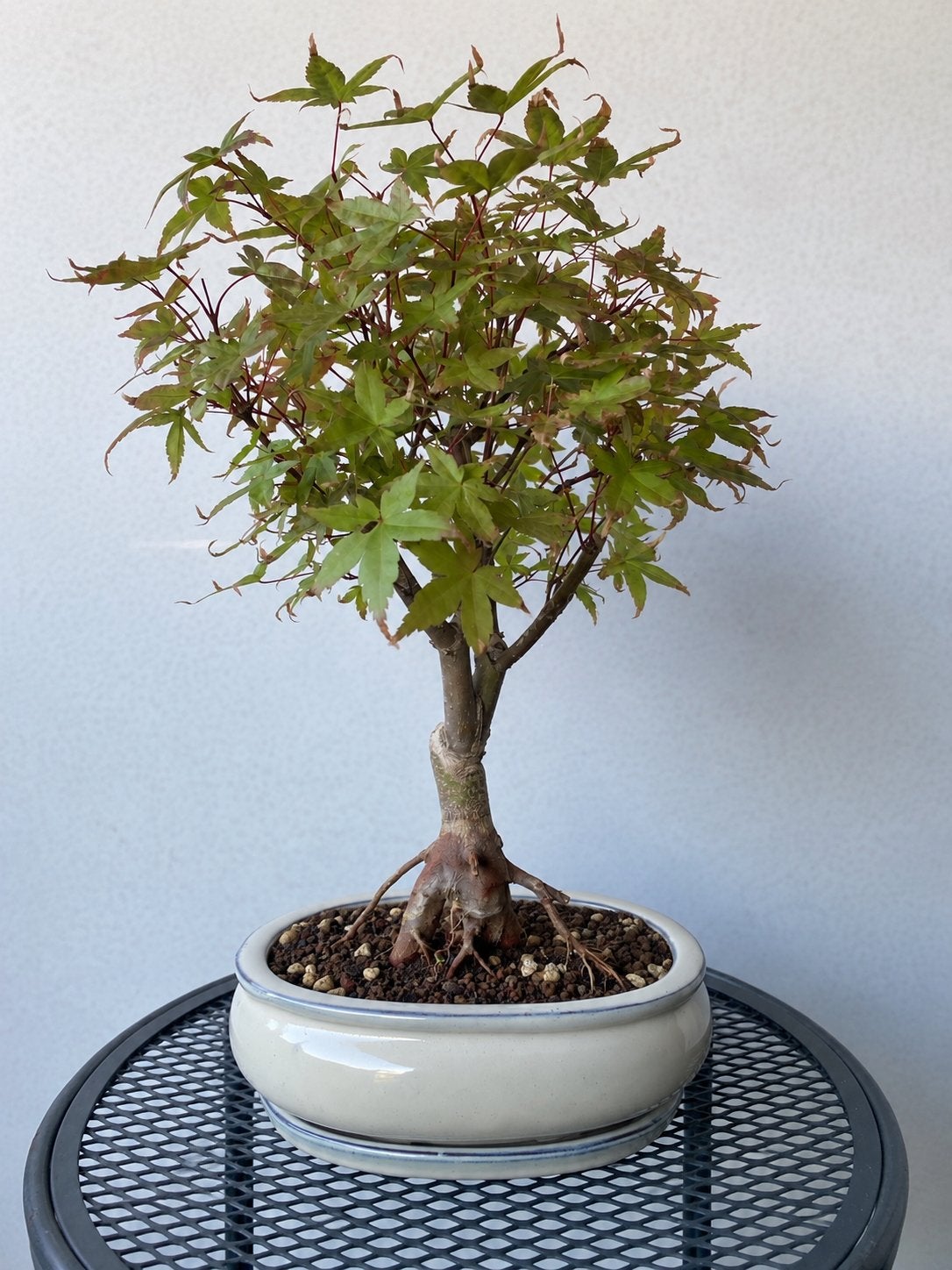 Acer Palmatum (Japanse Esdoorn) Bonsai, Tuin en Terras, Ophalen of Verzenden, In pot, Halfschaduw, Minder dan 100 cm