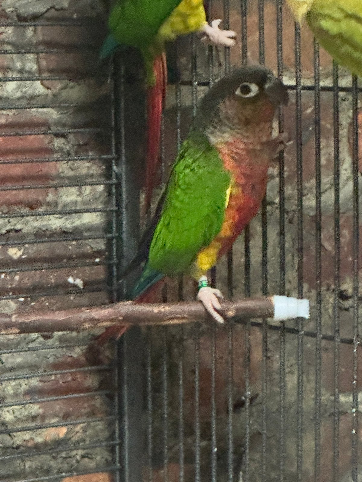 Pyrrhura extreme red conure male, Animaux & Accessoires