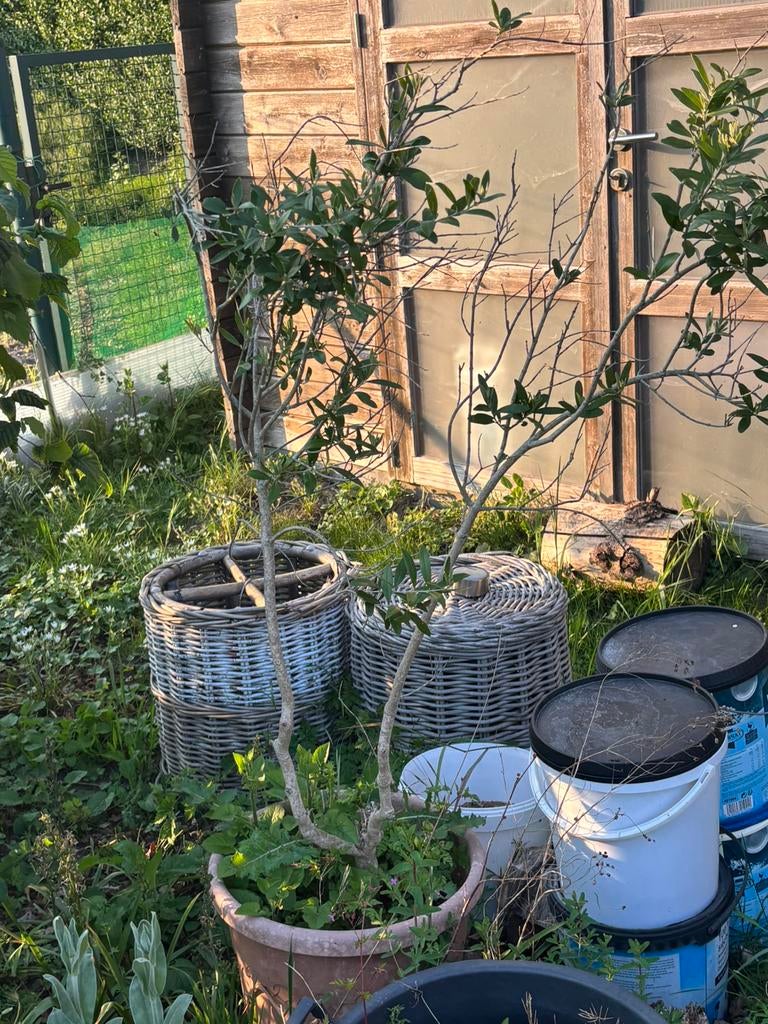 5 olijf bomen, Tuin en Terras, Planten | Fruitbomen, Ophalen