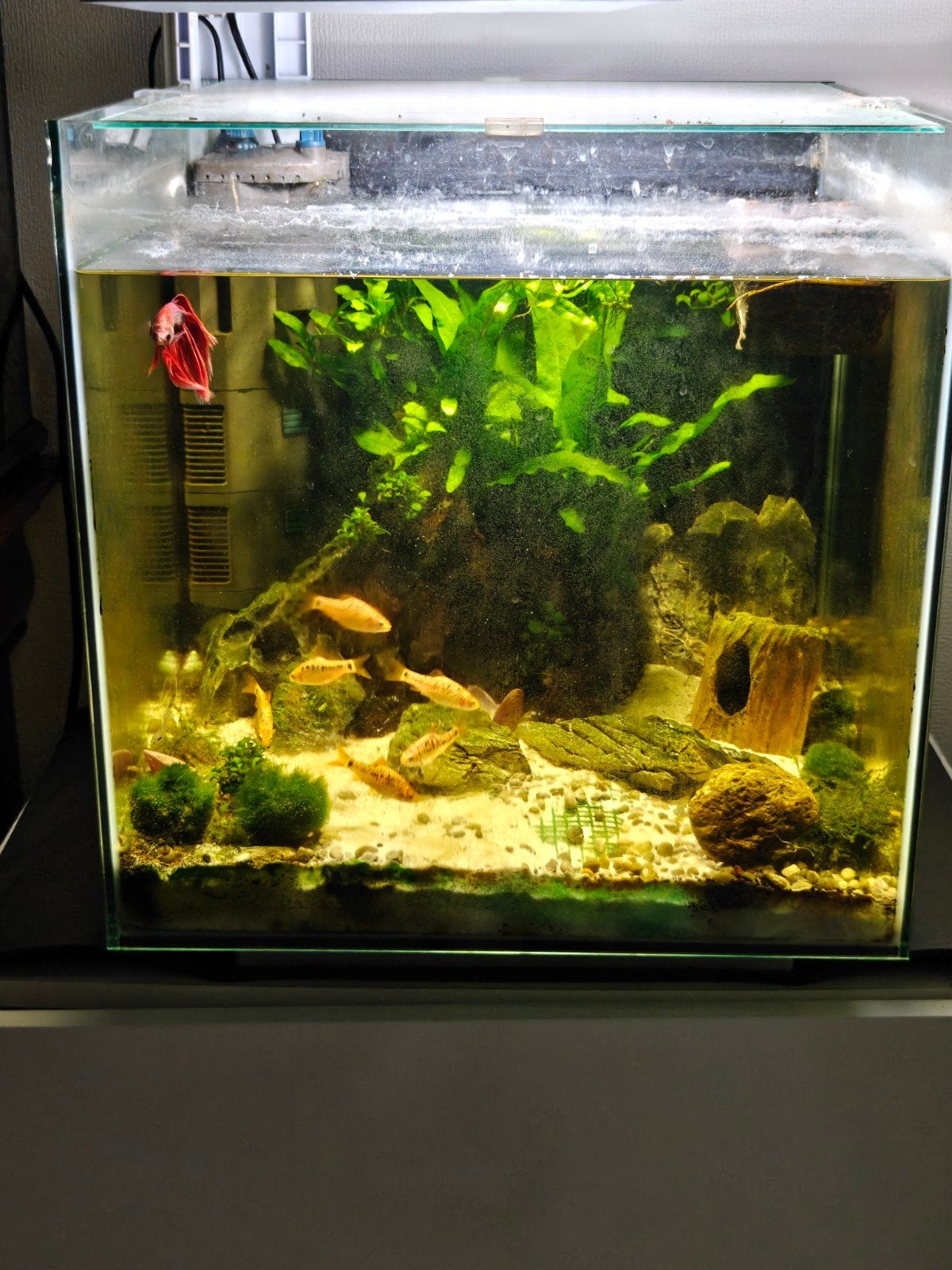 Aquarium met/zonder vissen, Dieren en Toebehoren, Vissen | Aquaria en Toebehoren, Filter, Oase, Ophalen
