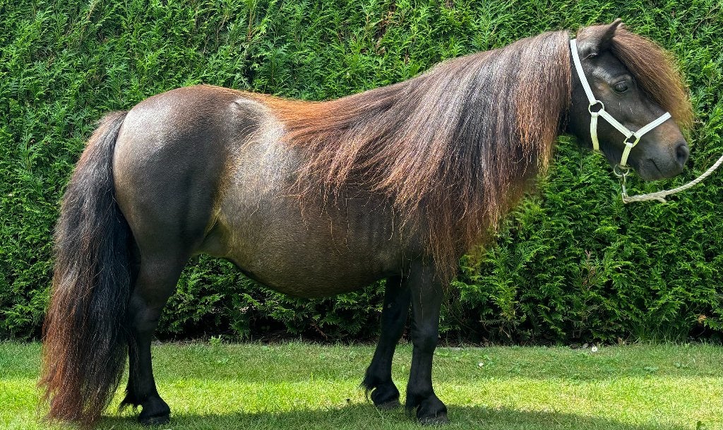 mooie mini merrie dragend van valk hengst GERESERVEERD, Dieren en Toebehoren, Merrie, Met stamboom, Niet van toepassing, A pony (tot 1.17m)