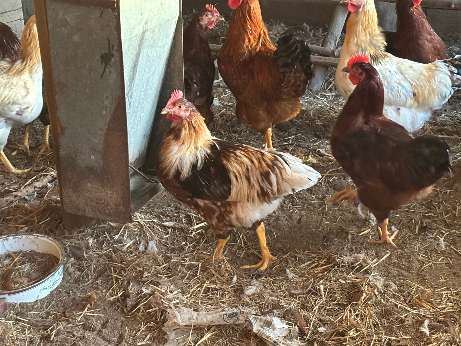 Mannelijke legkip hanen, Mâle, Poule ou poulet