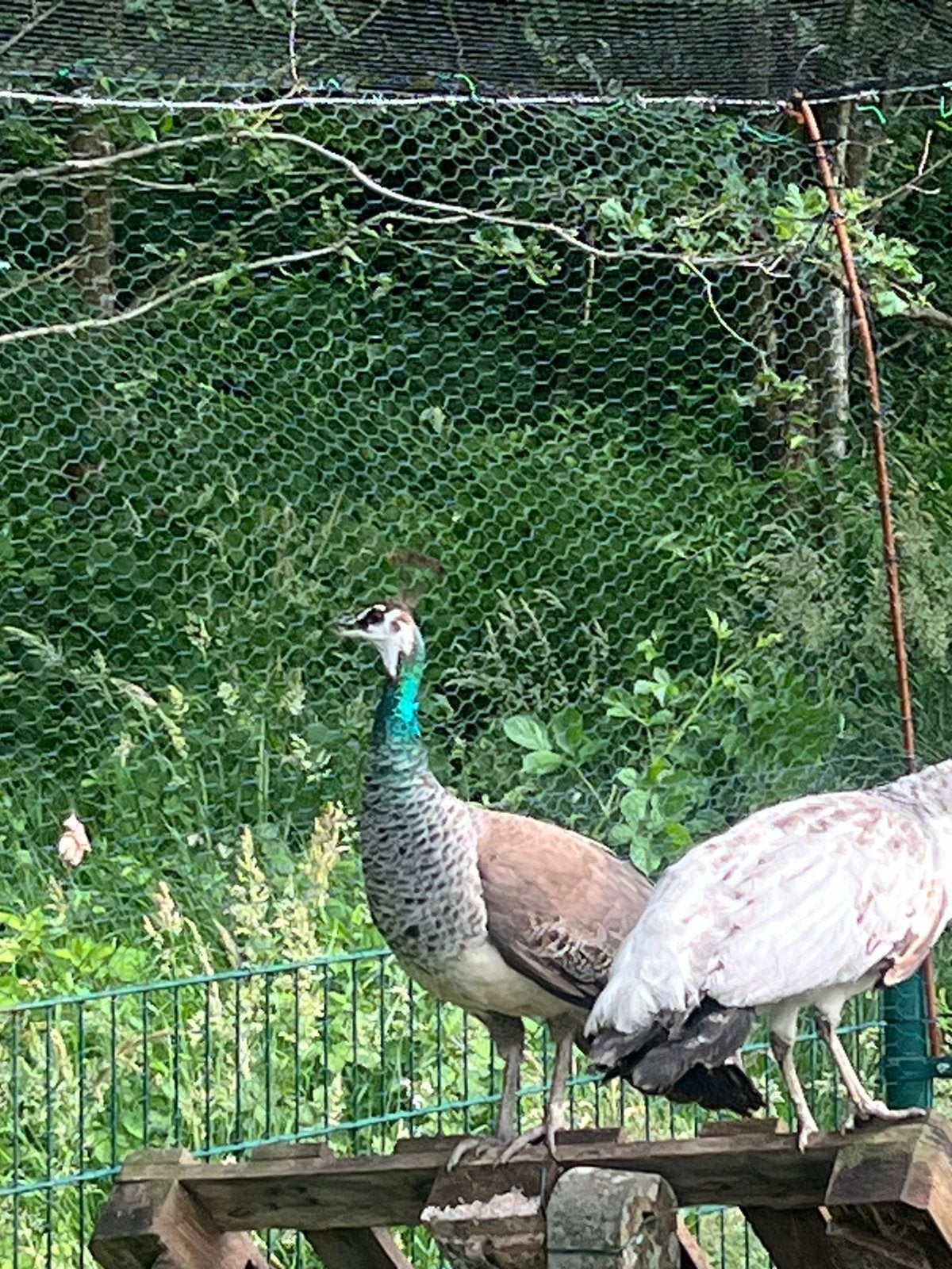 Pauw hen 3 jaar, Dieren en Toebehoren, Pluimvee