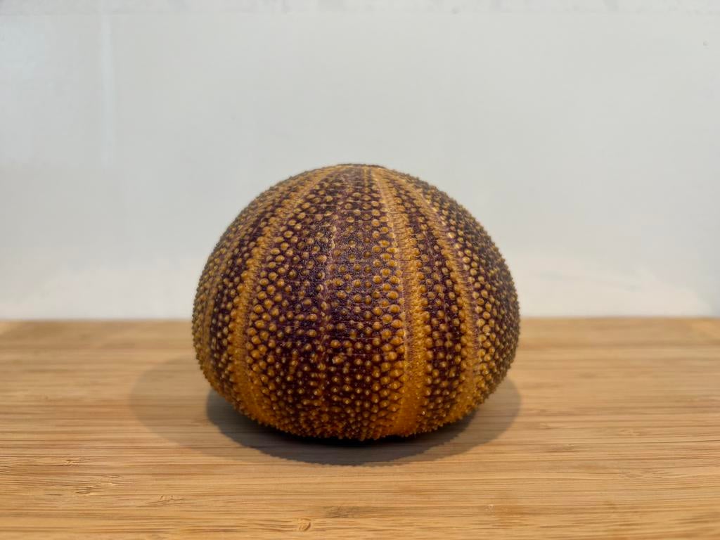 Prachtige Grote Paarse Zee-egel (Echinus esculentus)-Curiosa, Ophalen