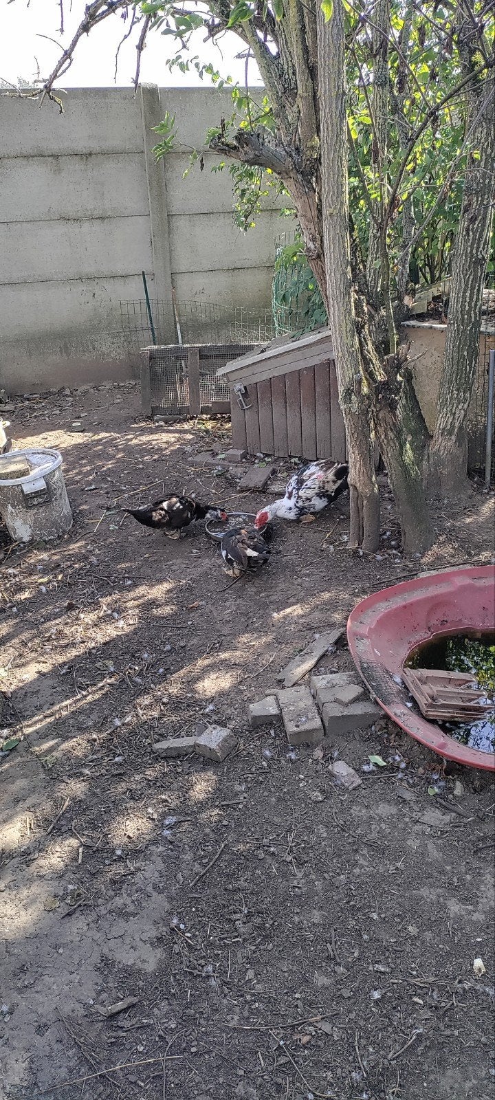 eenden, Dieren en Toebehoren