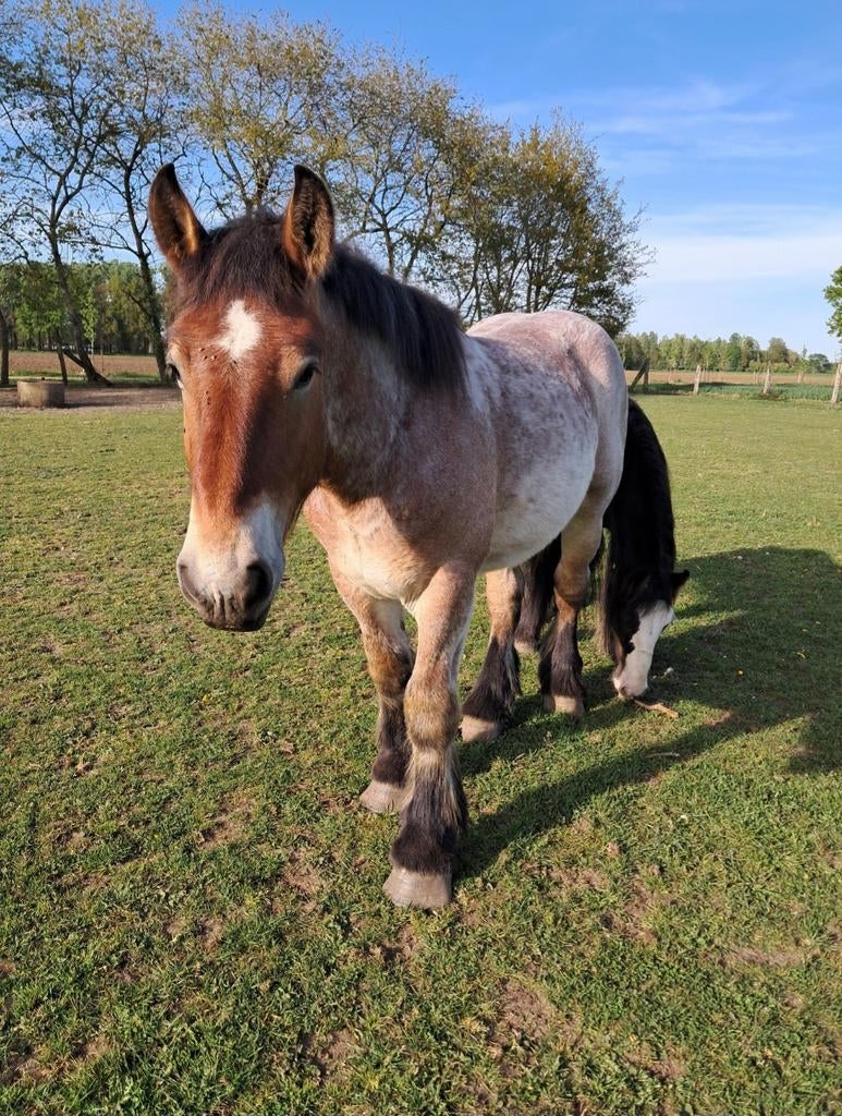 Super braaf trekpaard, Dieren en Toebehoren, Paarden