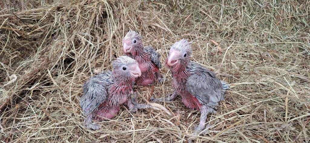 Te koop Baby Rose Kaketoes, Dieren en Toebehoren, Vogels | Parkieten en Papegaaien, Meerdere dieren, Papegaai, Geringd