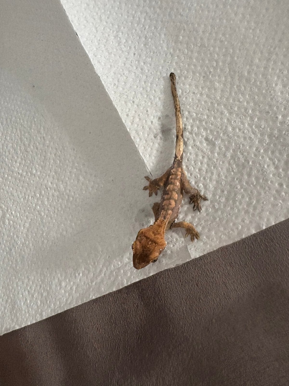 Bébés gecko à crête | Wimpergekko babies