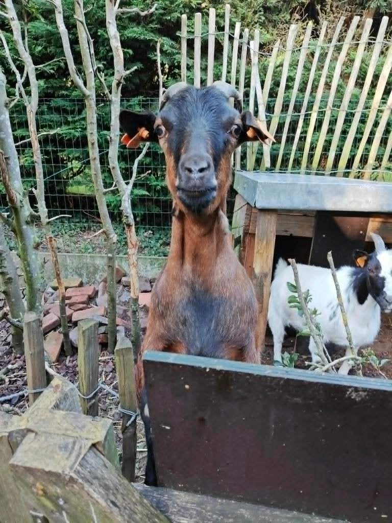 geit- bok - (mini)varken, Dieren en Toebehoren, Januari