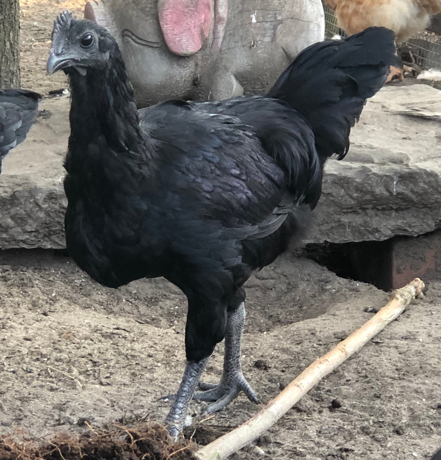 Ayman Cemani hennen en hanen, Dieren en Toebehoren