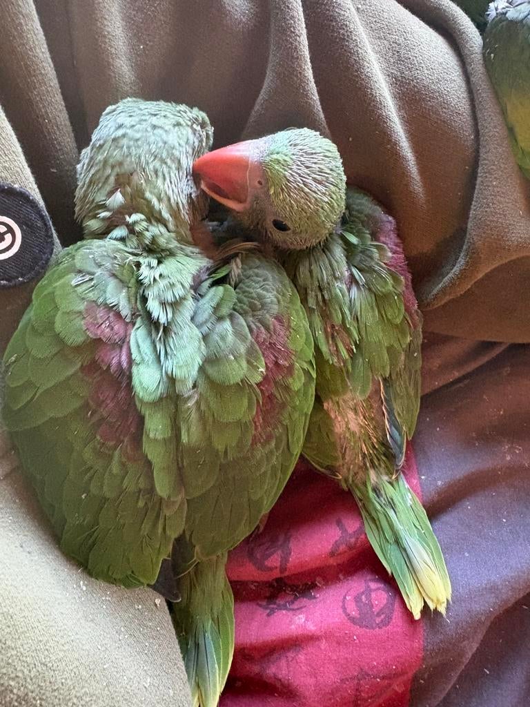 Grote alexander parkieten tam, Dieren en Toebehoren, Tam