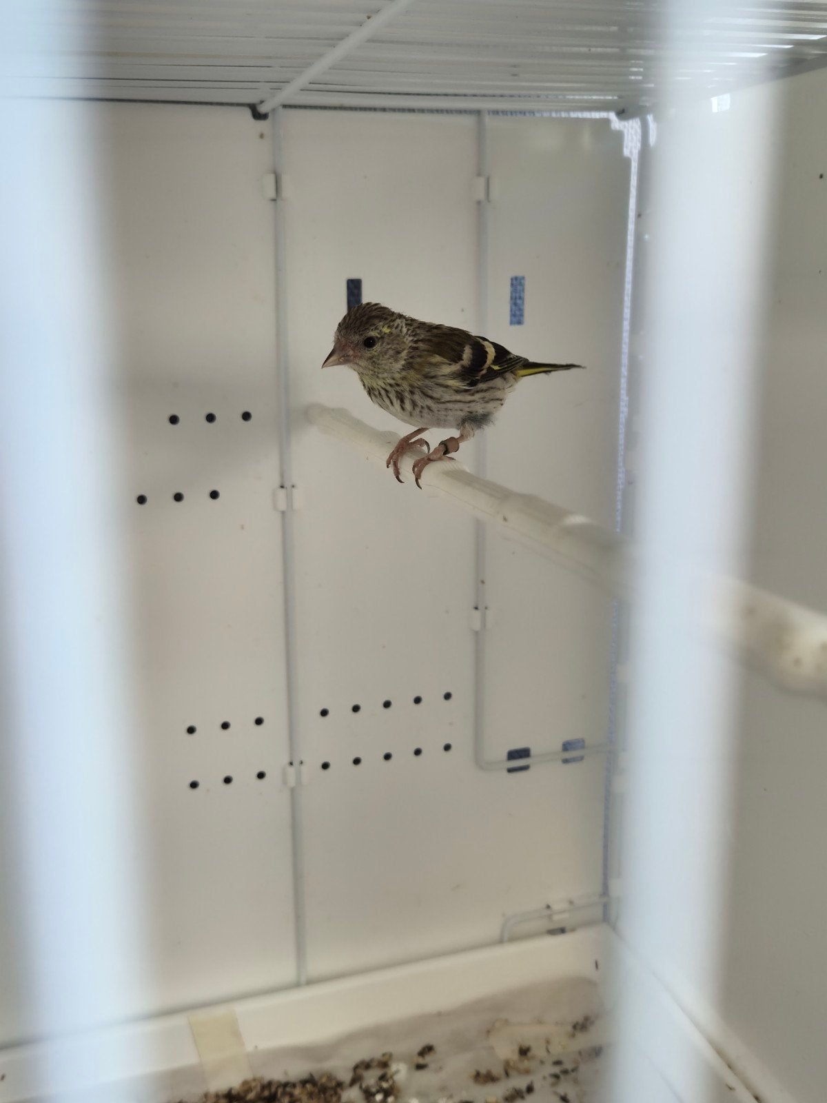 sijs pop 2026, Dieren en Toebehoren, Vrouwelijk, Wildzangvogel, Geringd