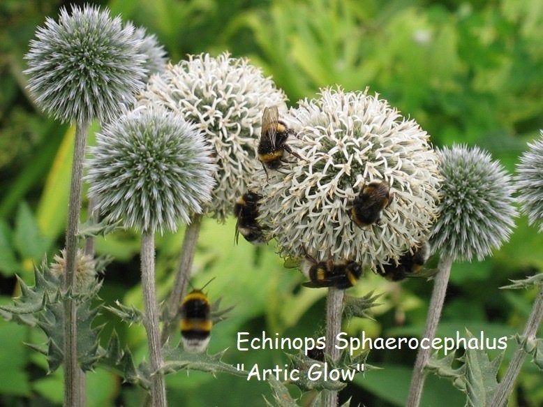 Echinops spaerocephalus " Artic Glow ": Bijenplant !!, Tuin en Terras, Ophalen, Zomer, Vaste plant, Volle zon