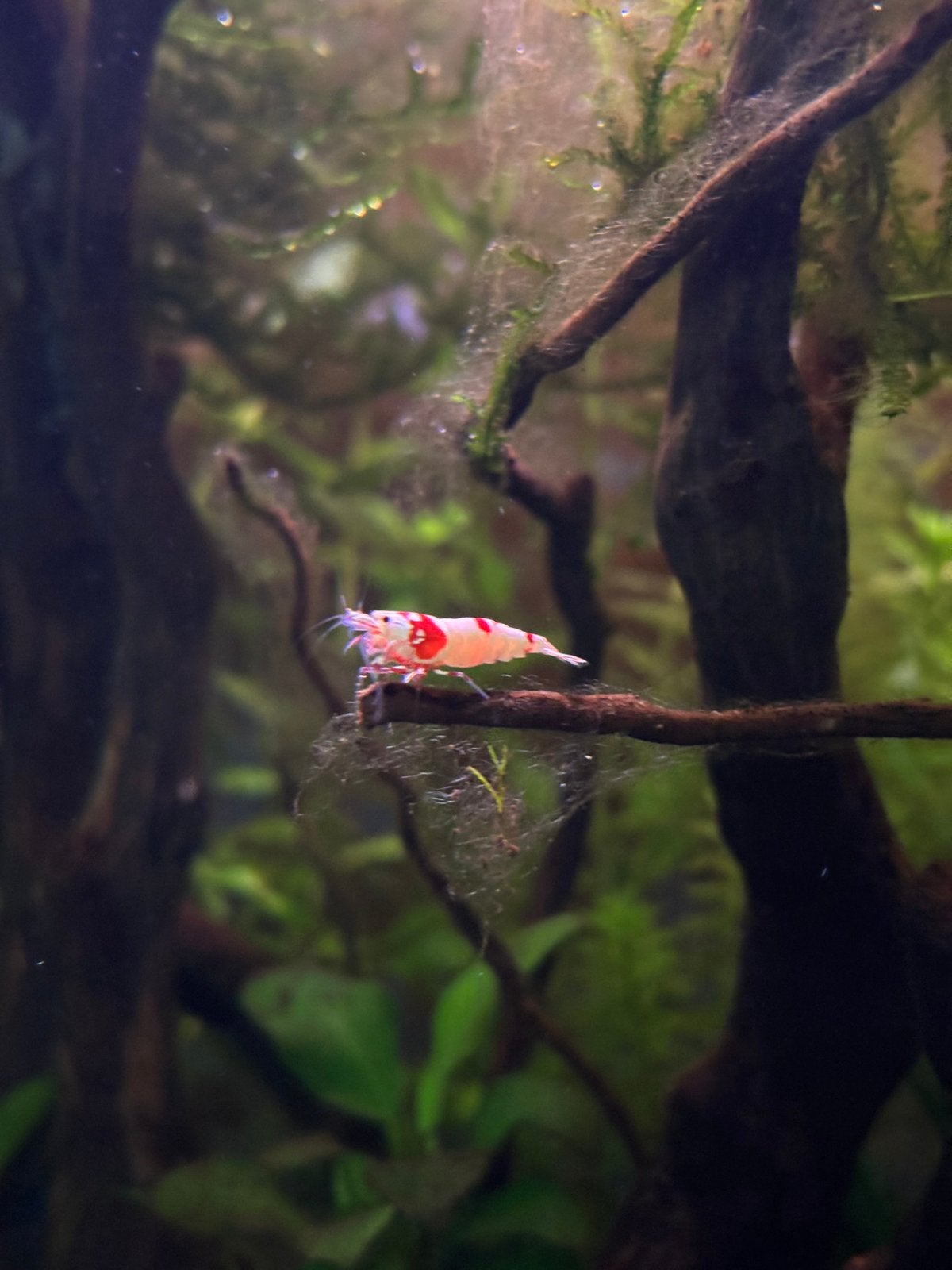 Crevettes rouges cristallines, Homard, Crabe ou Crevette, Poisson d'eau douce, Banc de poissons