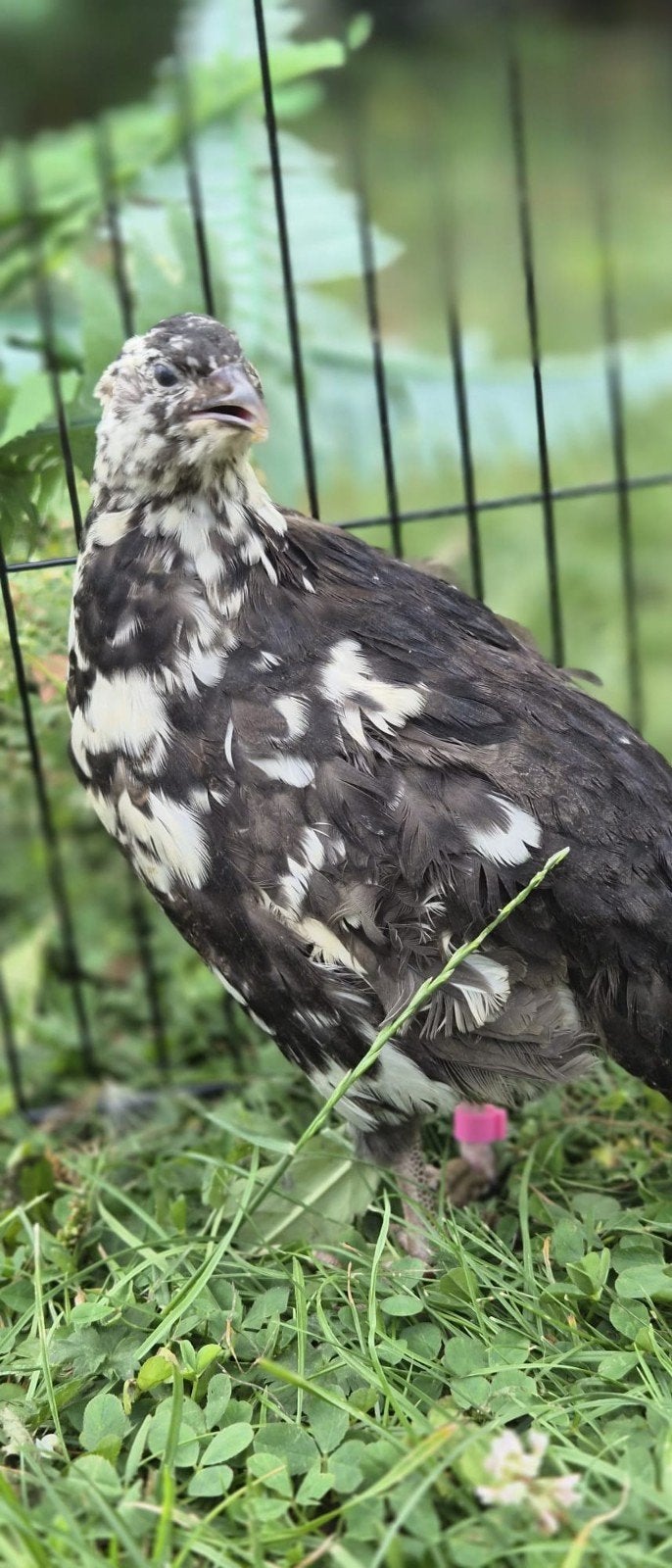 kwartel hennen en hanen, Dieren en Toebehoren, Meerdere dieren, Overige soorten