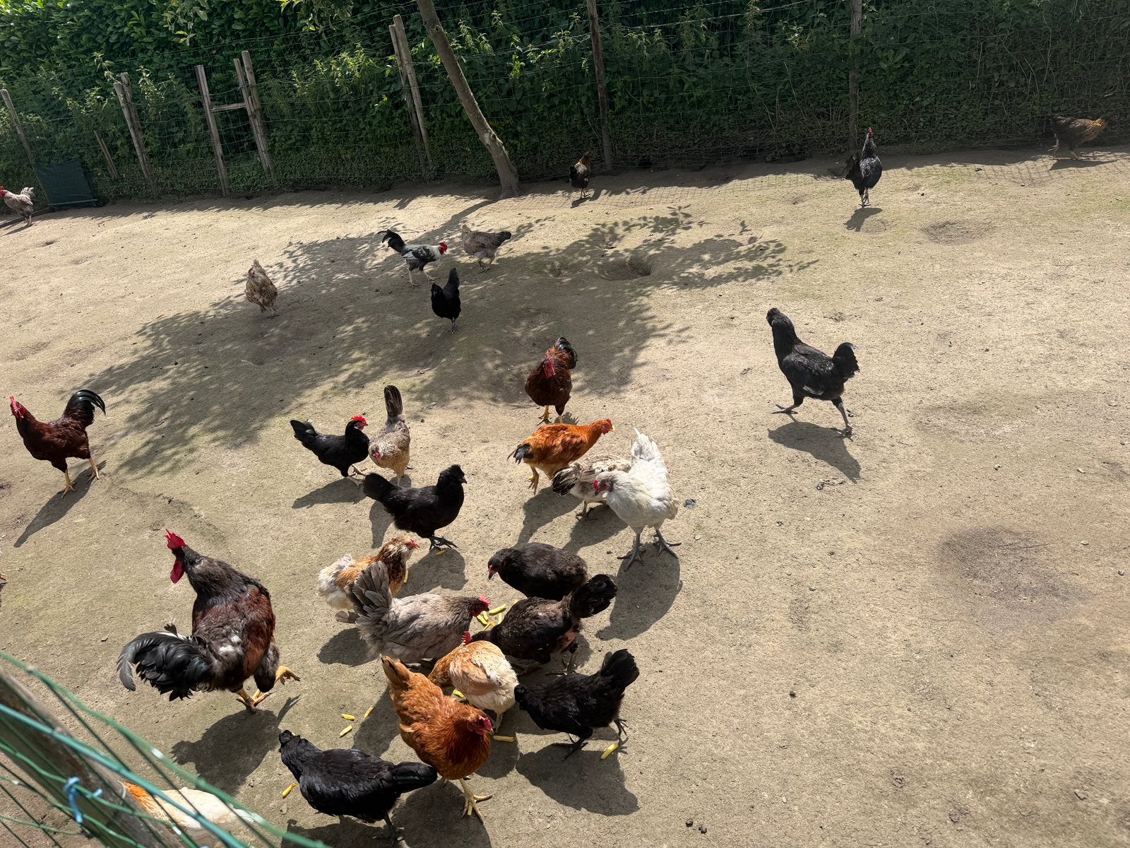 Kippen/hanen, Dieren en Toebehoren, Meerdere dieren, Kip