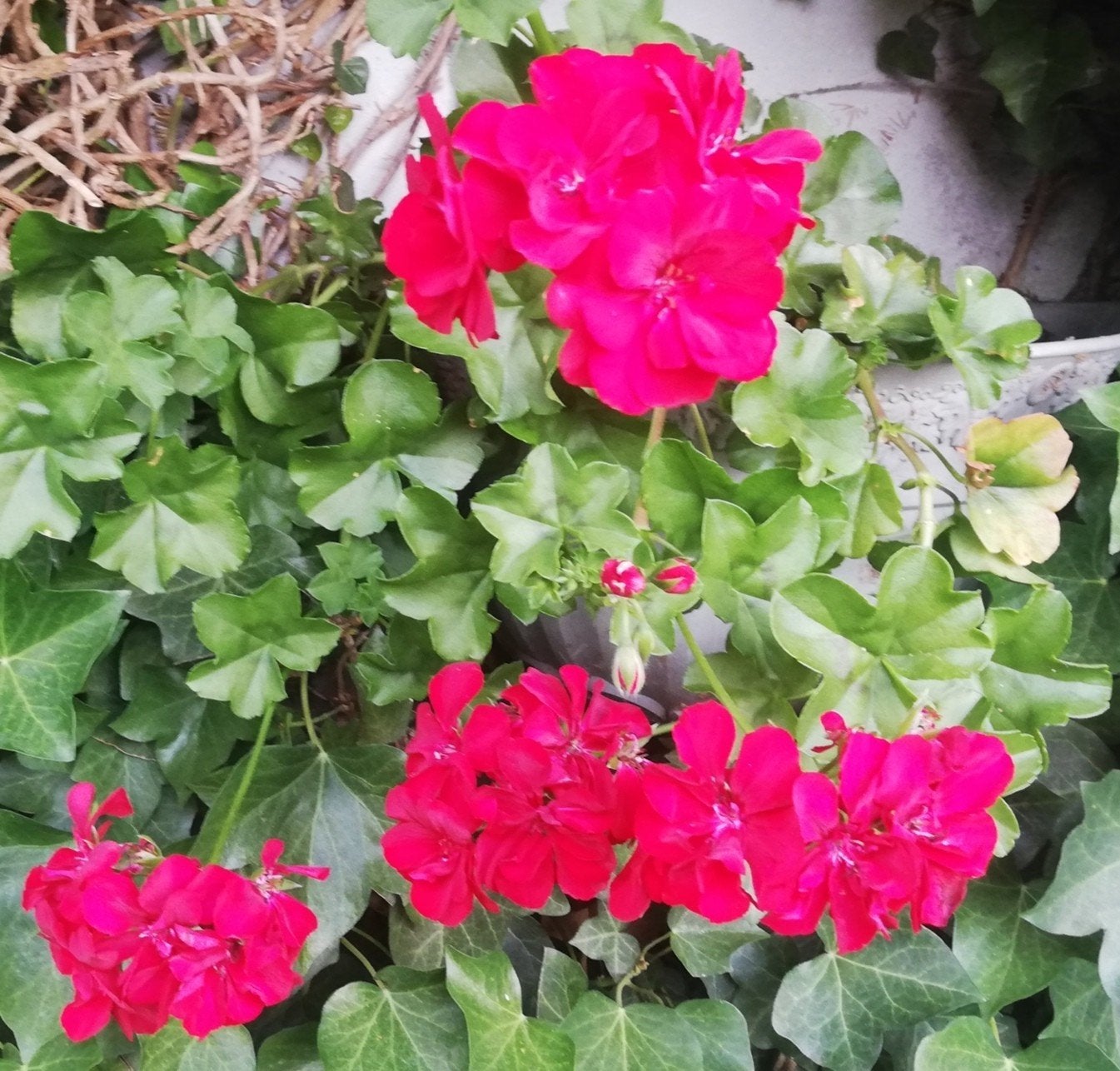 19 rode geraniums, Ophalen of Verzenden