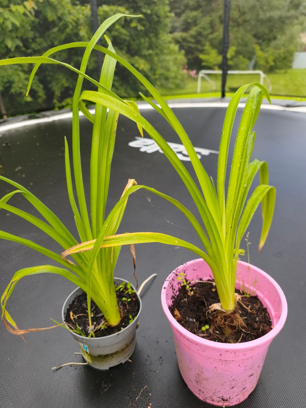 Daglelie, oranje dubbele bloemen., Tuin en Terras, Ophalen