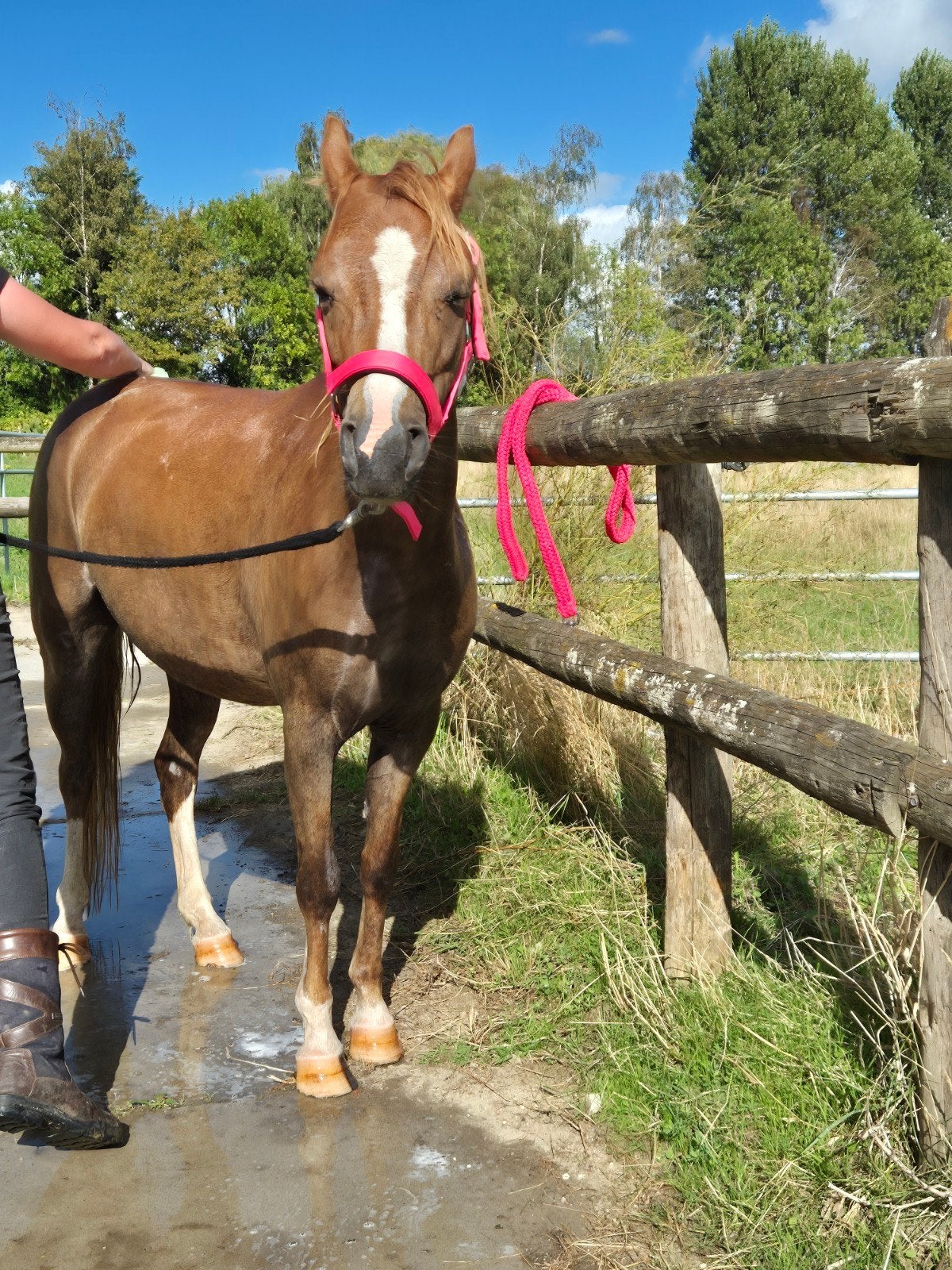 zeer brave welsh merrie 125hoog, Dieren en Toebehoren, Merrie, M, B pony (1.17m tot 1.27m), 3 tot 6 jaar