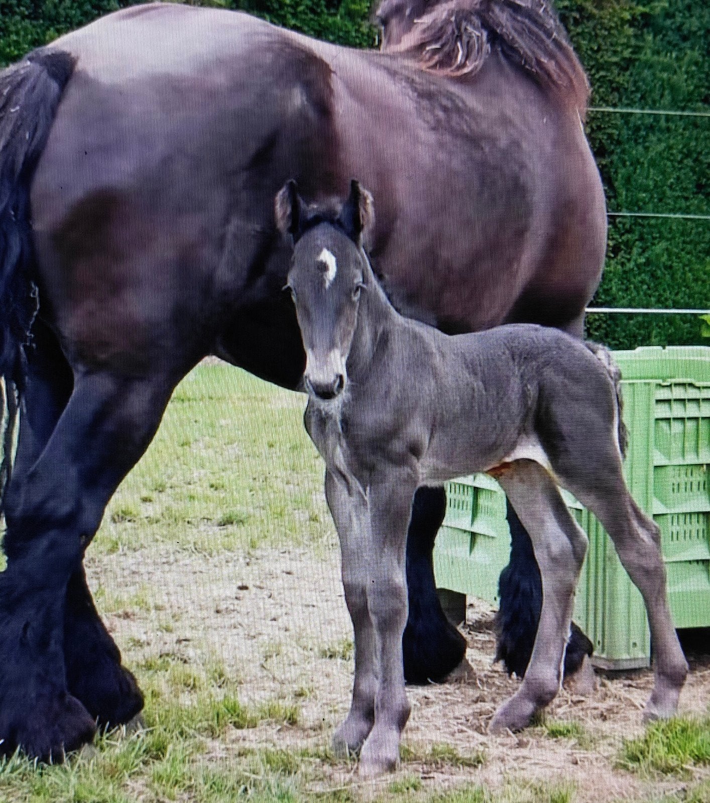 trekpaard zwart hengsten veulen, Dieren en Toebehoren, Paarden, Minder dan 160 cm, Met stamboom, Niet van toepassing, 0 tot 2 jaar