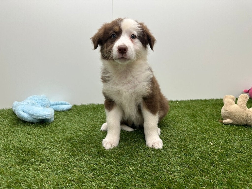 Australische Herder pups, Dieren en Toebehoren, Honden | Herdershonden en Veedrijvers, Meerdere dieren, Herder, Fokker | Professioneel