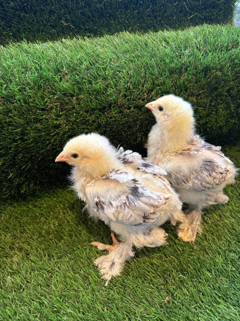 Brahma groothoender zalm zwart/blauw hennen, Dieren en Toebehoren, Pluimvee