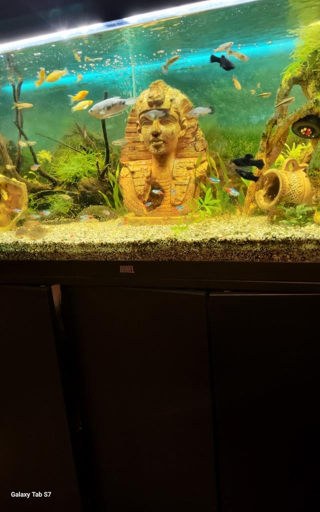 Juwel aquarium met meubel en toebehoren Inclusief vissen, Ophalen, Gebruikt, Gevuld zoetwateraquarium, Inclusief vissen
