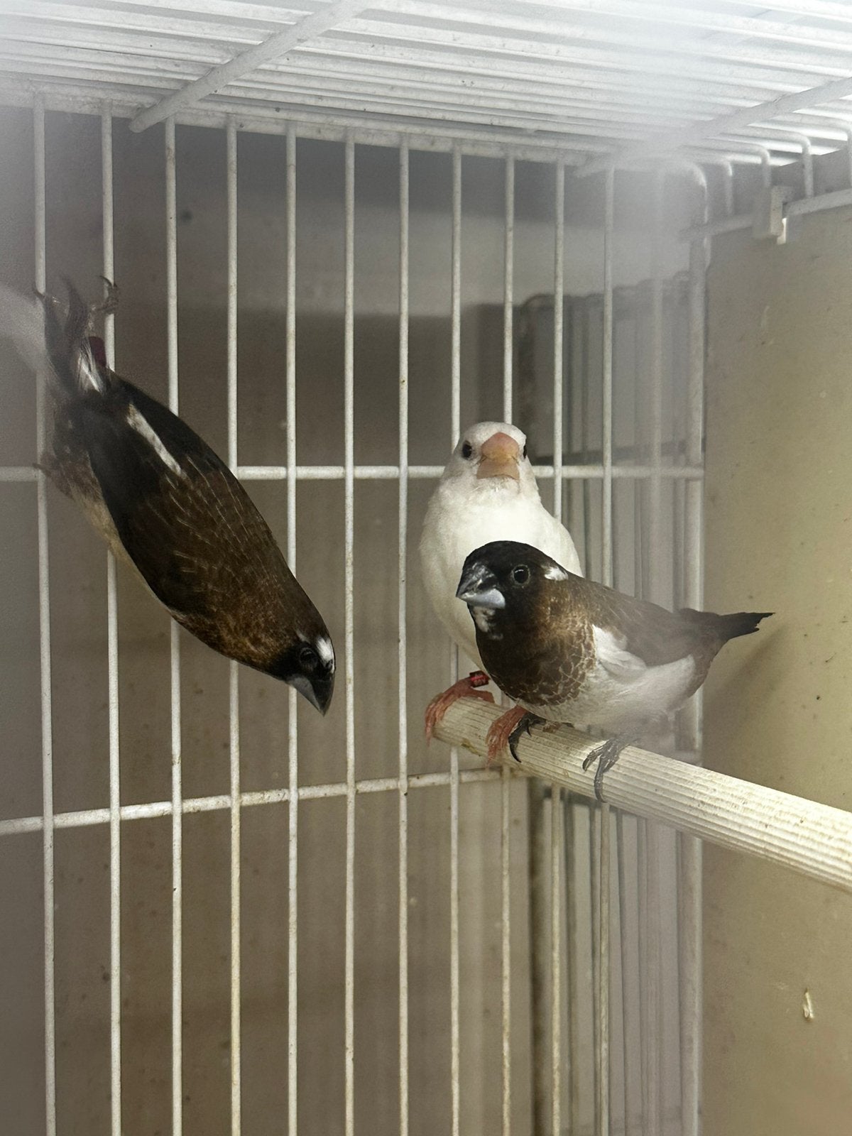 Vogels te koop