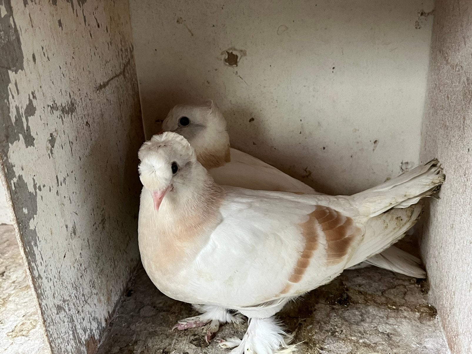 Takla limon kostum, Meerdere dieren, Tuimelaar of Roller