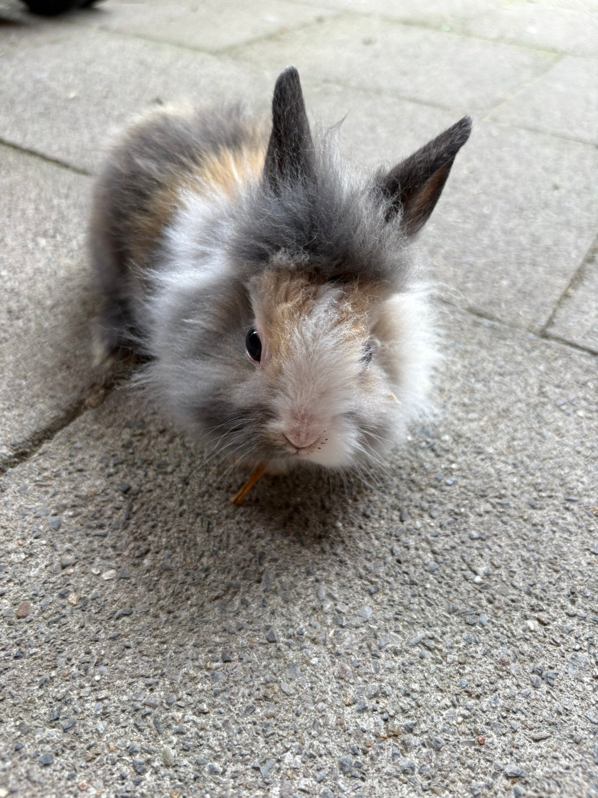 Dwergkonijntjes leeuwenkopjes