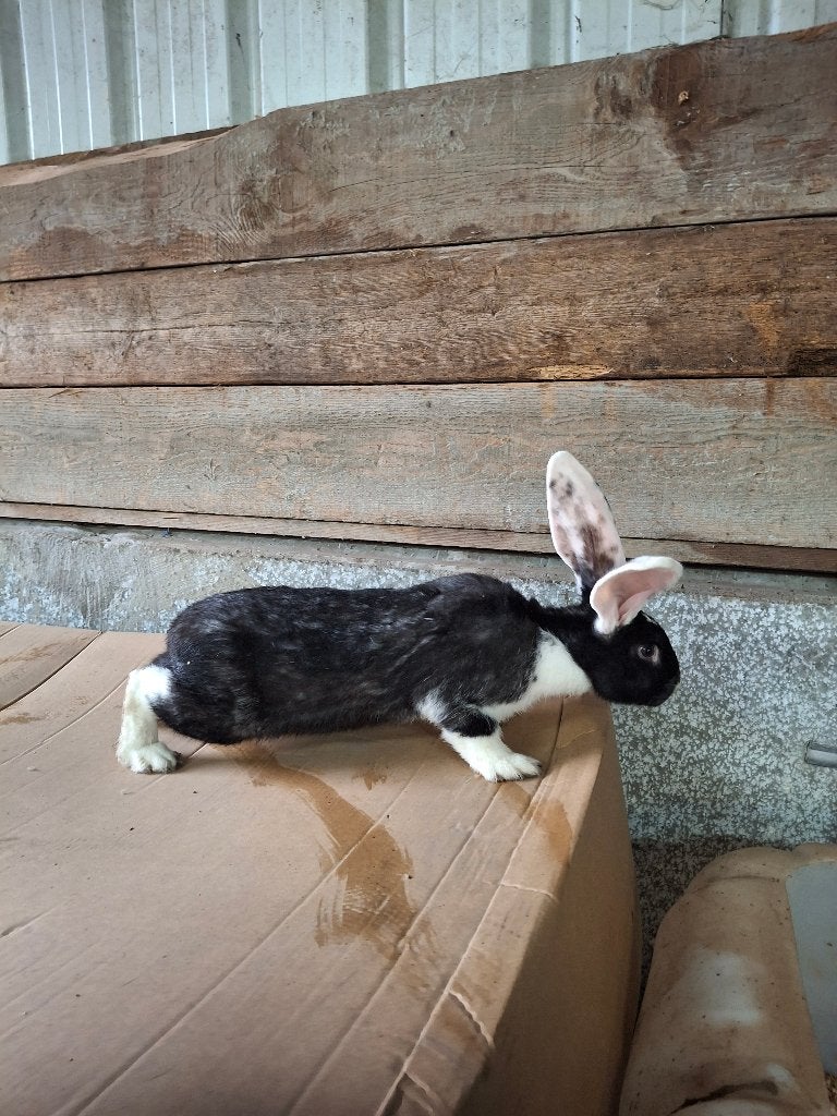 Jonge konijnen ram, Dieren en Toebehoren, Mannelijk, Groot