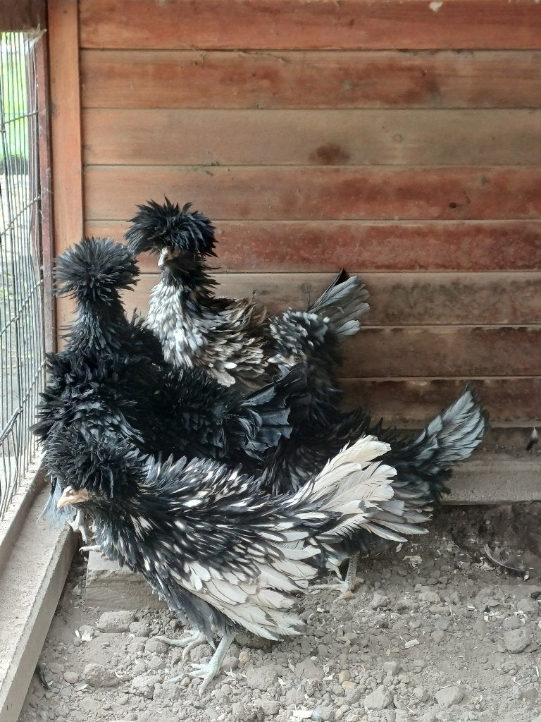 Te koop ras zuivere baardkuifhoen (padua) haantjes., Dieren en Toebehoren, Mannelijk, Kip