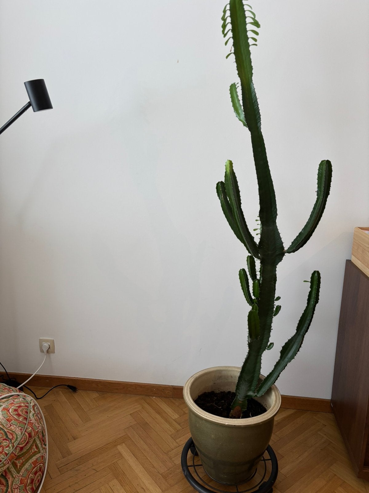 Zeer mooie cactusplant 155 cmongeveer, Ophalen, Cactus