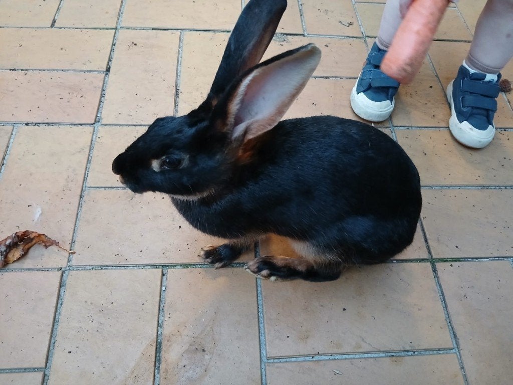 haaskonijnen te koop, Femelle, Grand, 0 à 2 ans
