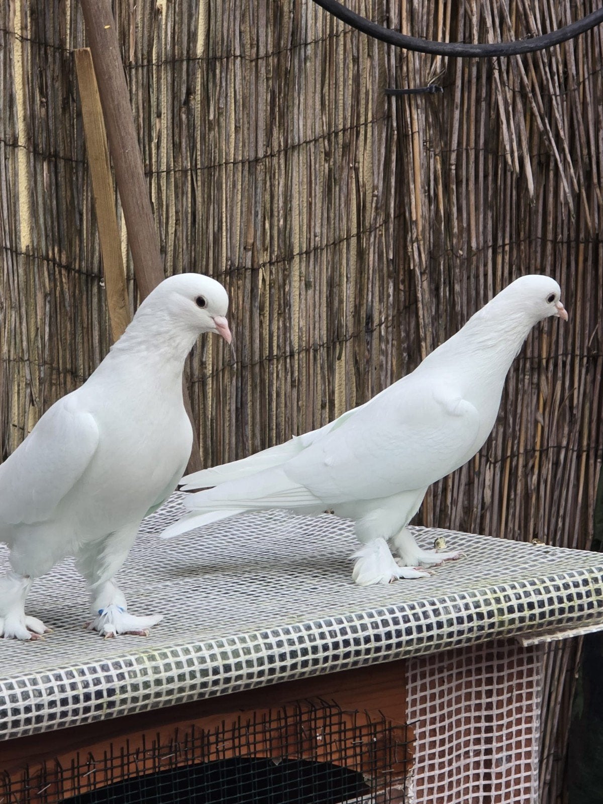 turkse takla duif koppel