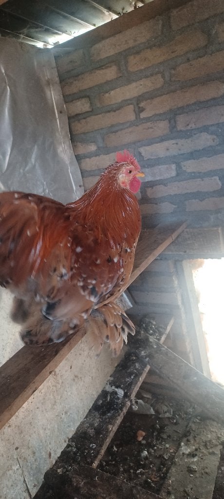 Cochin kriel haan, Dieren en Toebehoren, Mannelijk, Kip
