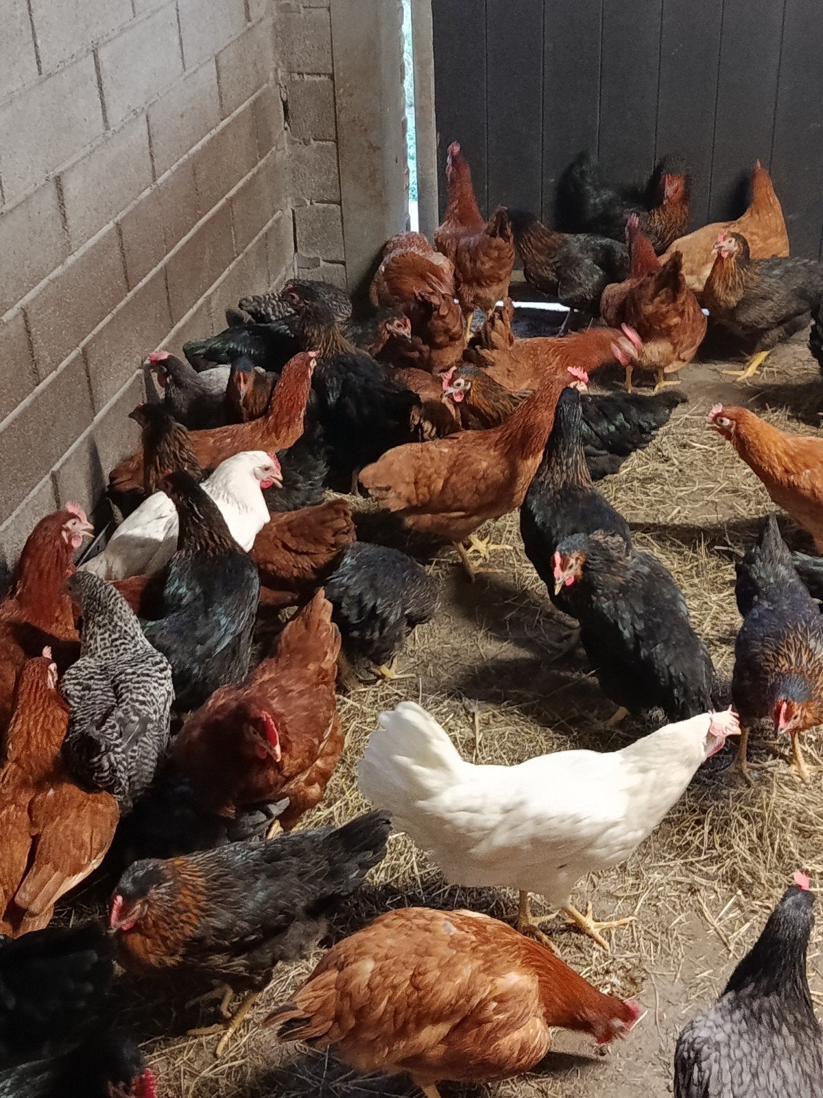 legkippen in allerlei kleurtjes, Dieren en Toebehoren, Kip