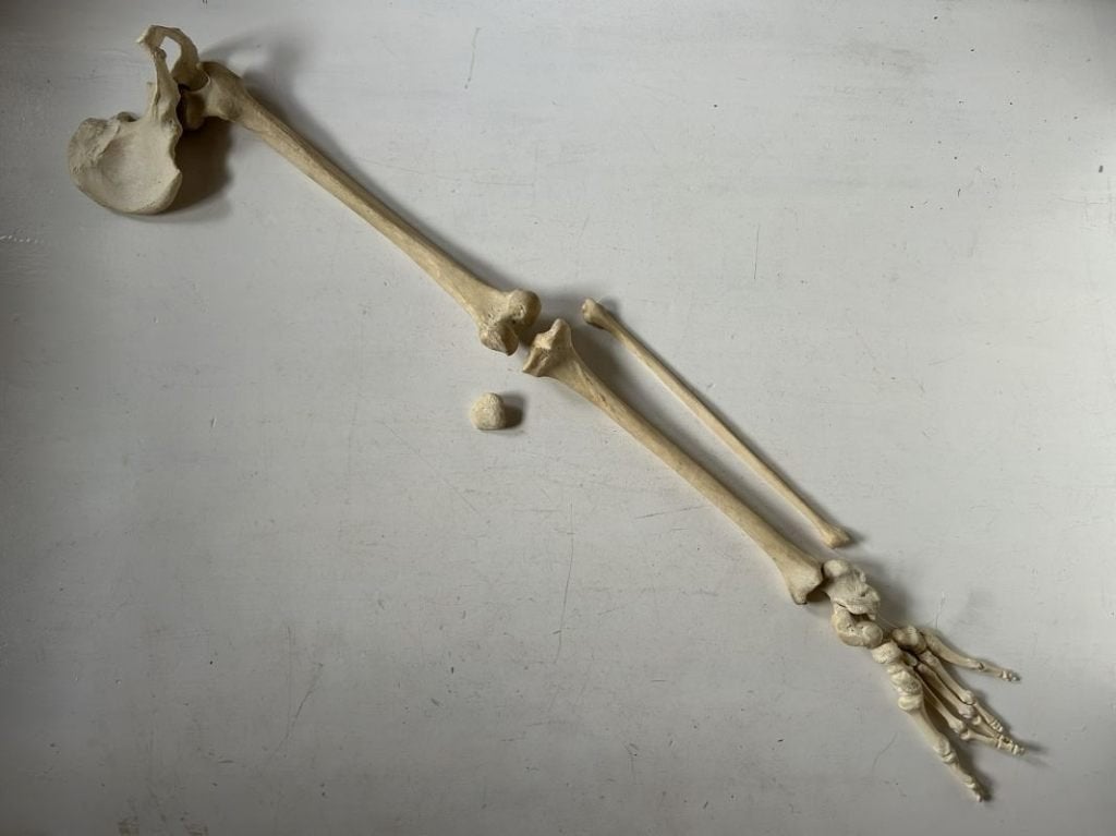 Anatomie - skelet menselijk been met voet - echt, Enlèvement ou Envoi