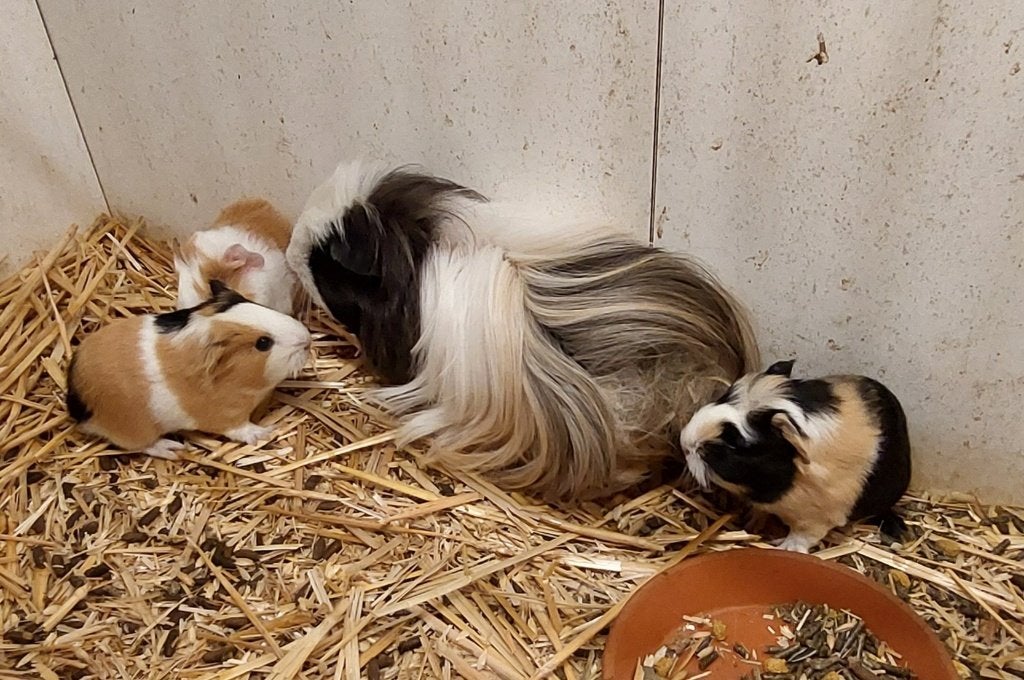 Cavias, Dieren en Toebehoren, September, Meerdere dieren, Cavia